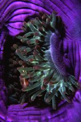 Nervous Anemonefish by Richard Smith 
